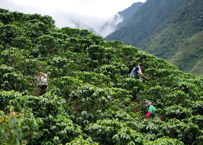 Becarias del proyecto Campo Emprende fortalecen sus capacidades en el agro, ¿cómo aplicaron?