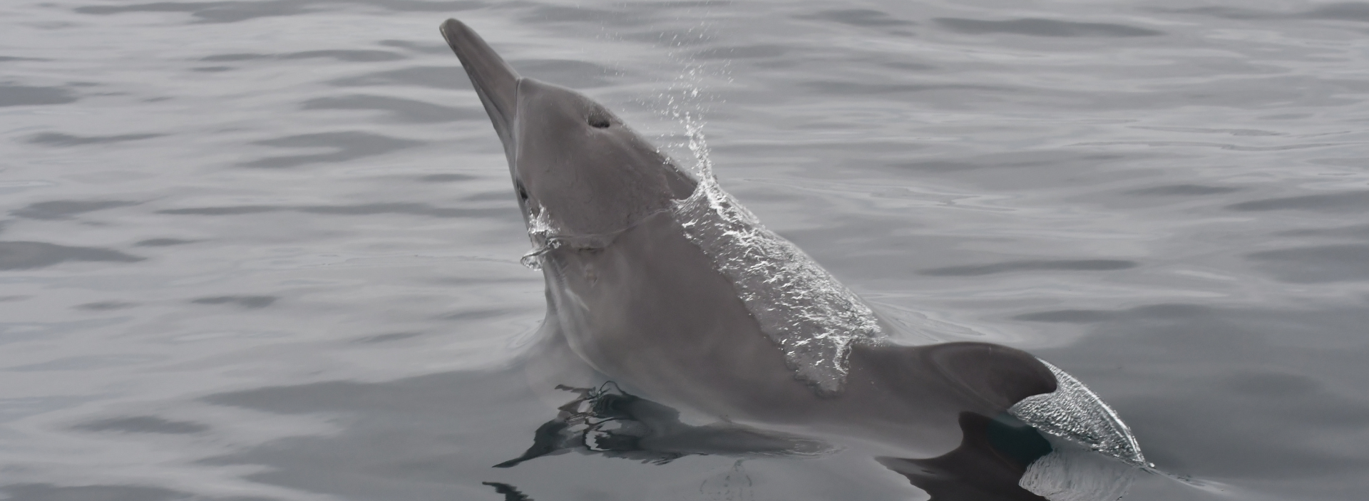 La apuesta de Ocensa por la conservación de delfines y aves en el Golfo de Morrosquillo