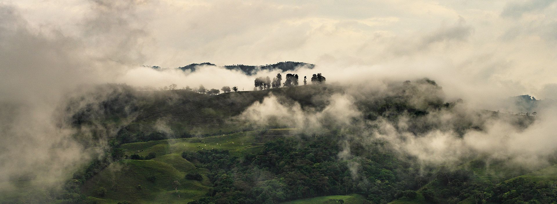 Los 1000 árboles que llegaron a Suna Arriba
