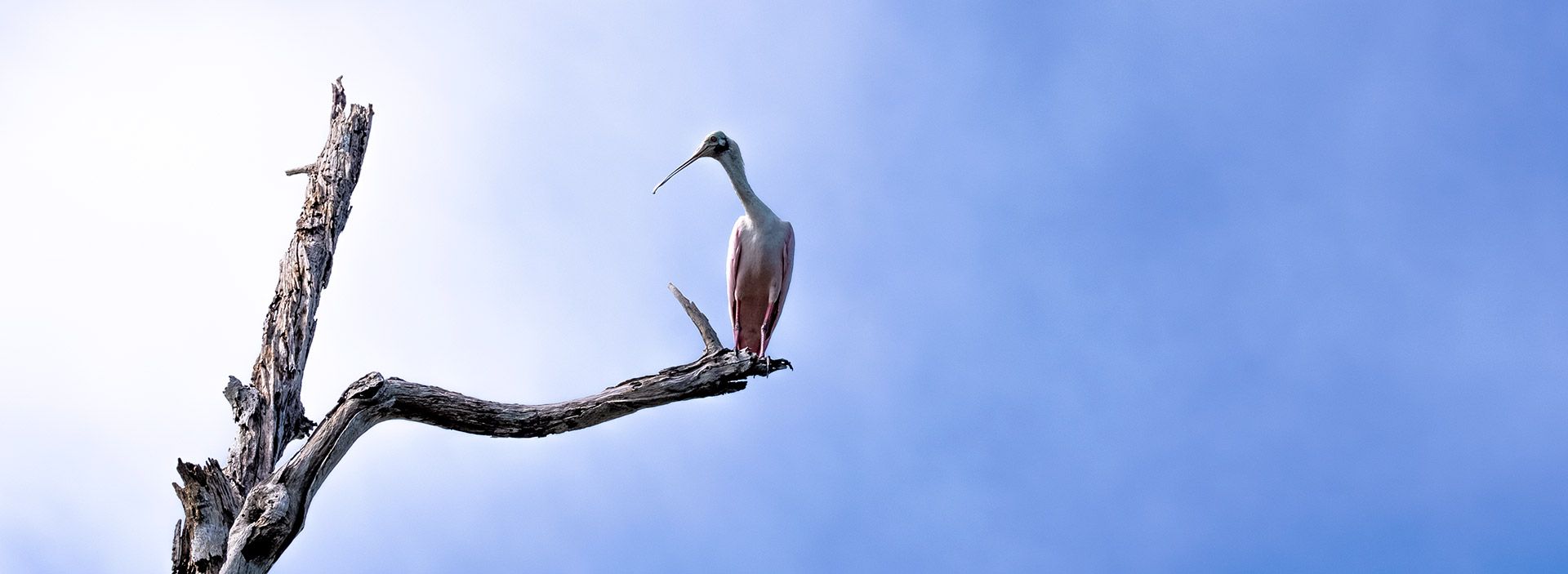 Tenemos una estrategia de biodiversidad con beneficios concretos