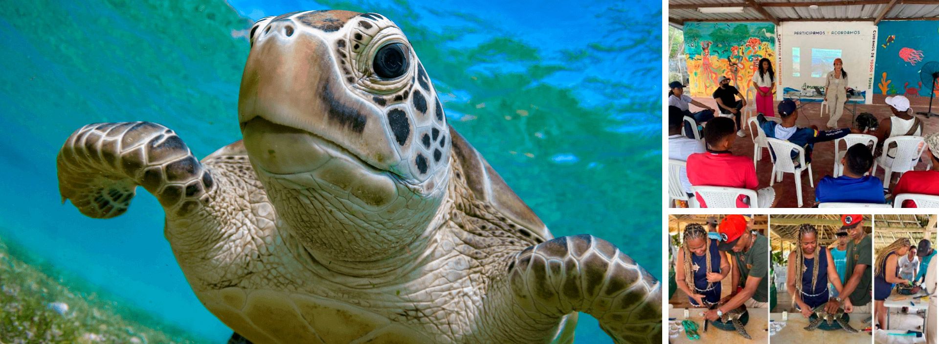 Comprometidos con la protección de las tortugas marinas en Sucre