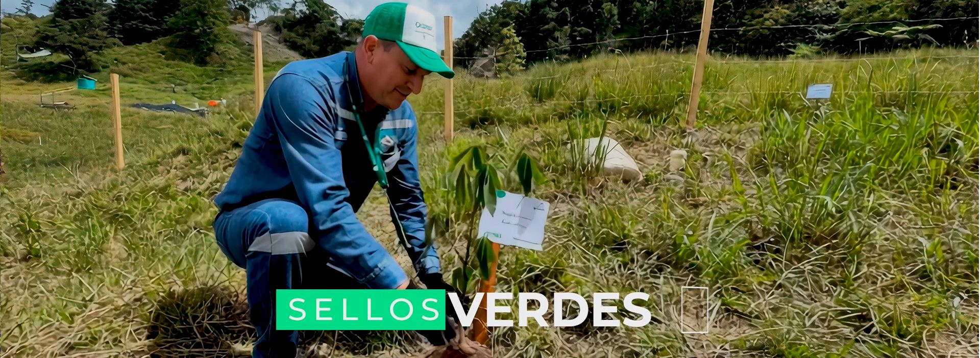 Reforestando las áreas cercanas al derecho de vía