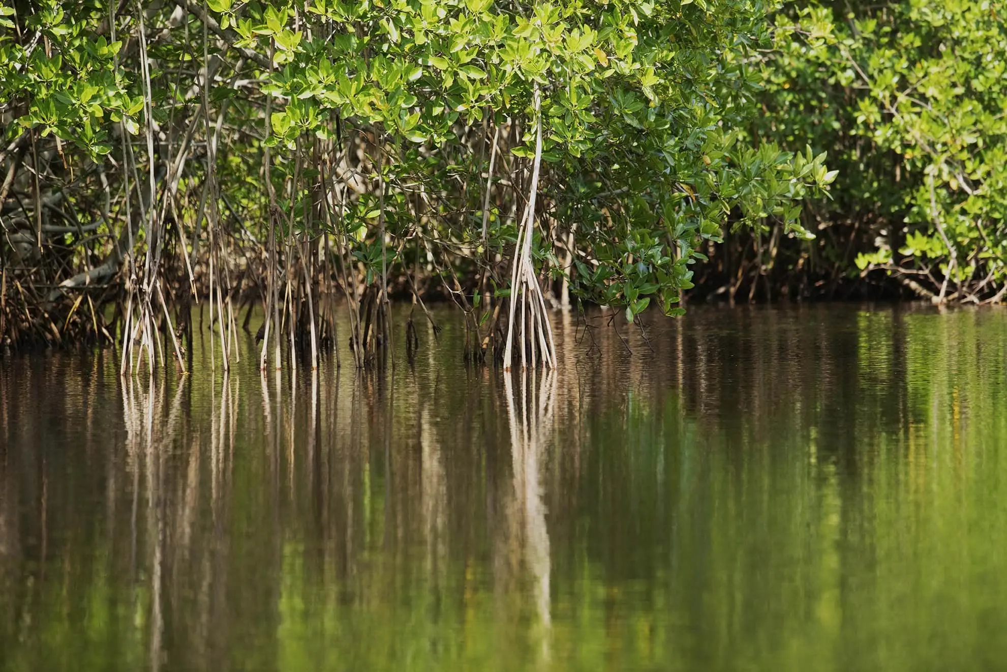 Componente ambiental, siempre presente