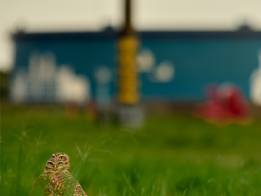 La sostenibilidad en Ocensa es