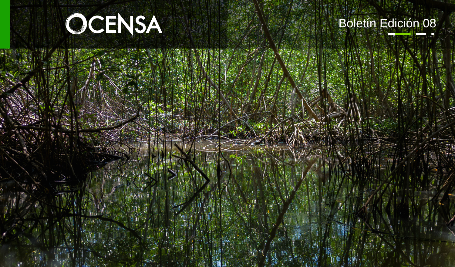 La satisfacción de recuperar un manglar