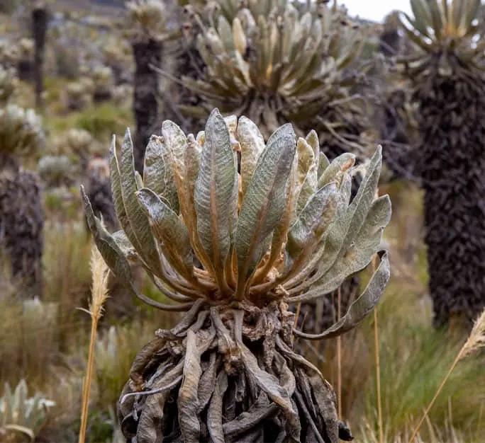 Páramo de Santurbán