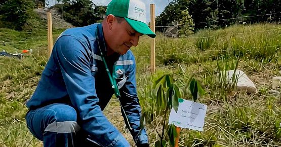 Reforestando las áreas cercanas al derecho de vía