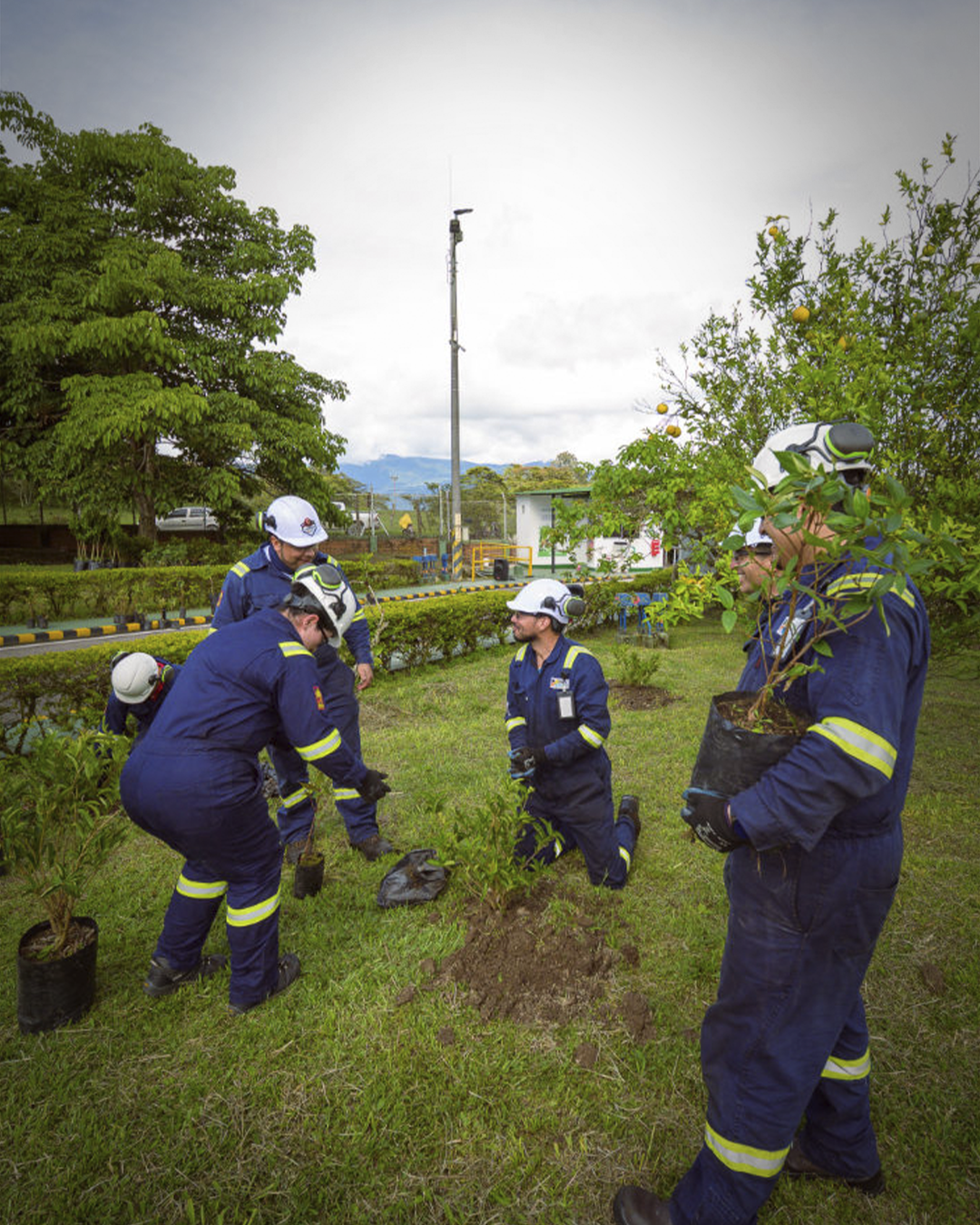 220 árboles y un mismo propósito, la Estación Miraflores renueva sus zonas verdes