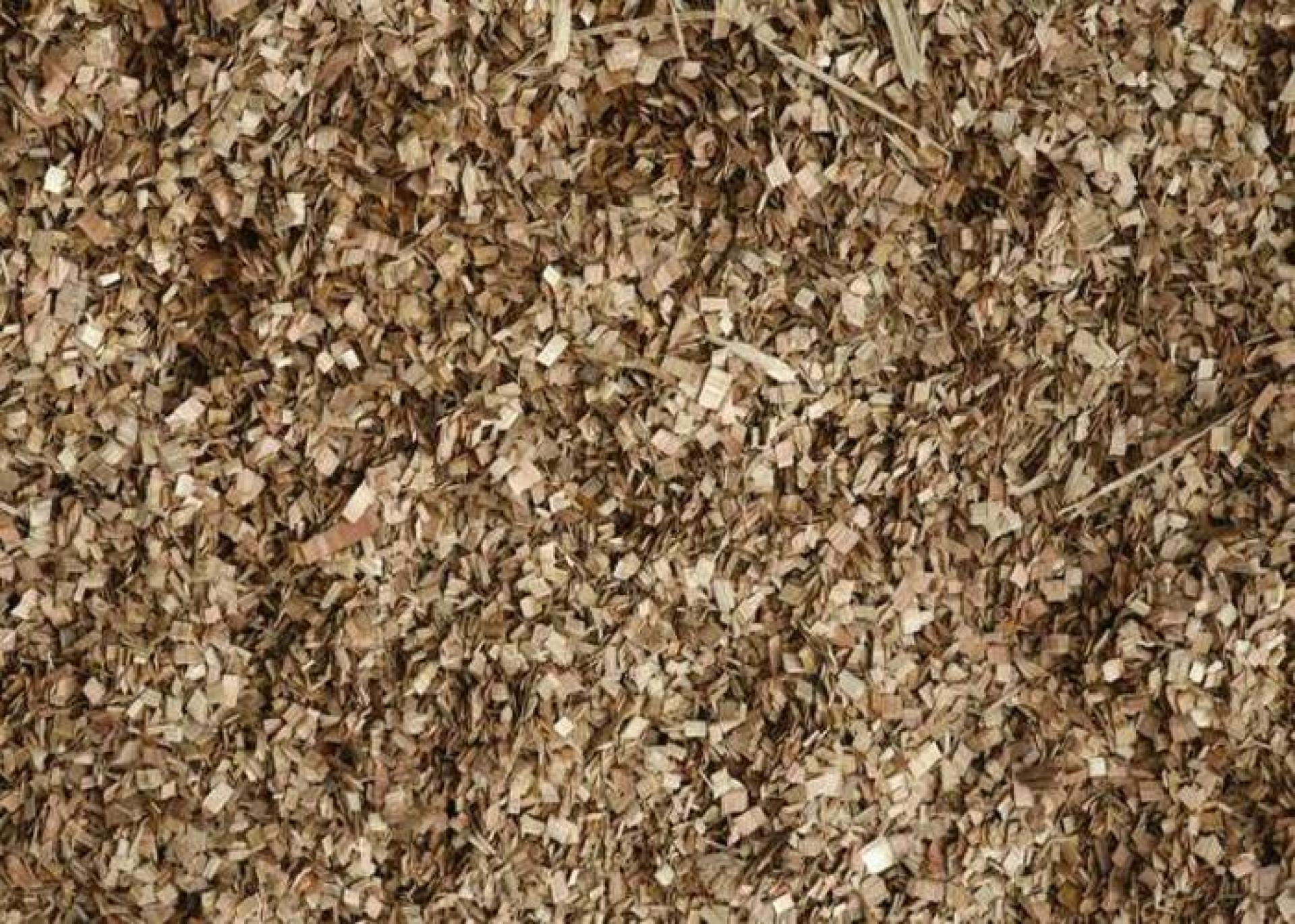 Generación de energía con biomasa a partir de eucalipto, anuncian en Casanare
