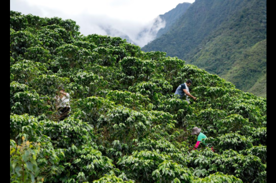Becarias del proyecto Campo Emprende fortalecen sus capacidades en el agro, ¿cómo aplicaron?
