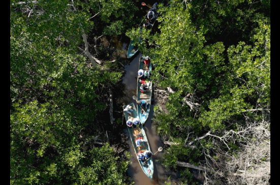 Trabajo comunitario por la conservación del manglar en la bahía de Cispatá, Córdoba