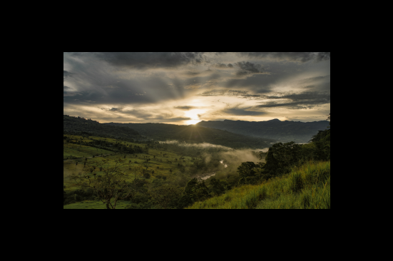Ocensa, comprometida con la biodiversidad de los bosques