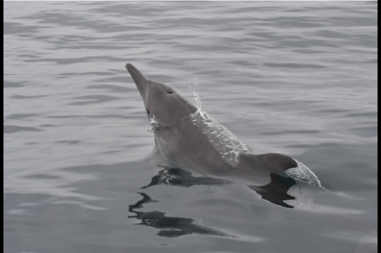 Delfines y ballenas, los centinelas de la vida marina