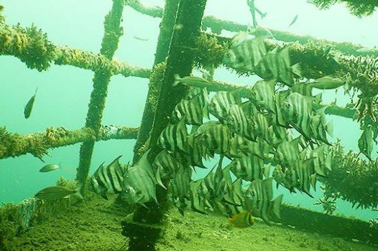 La naturaleza se adueñó de la TLU-2