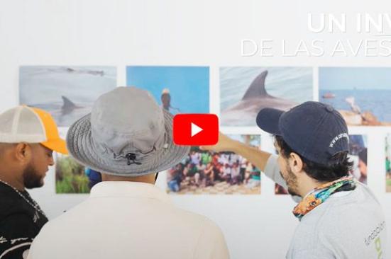 El inventario de delfines y aves en el golfo de Morrosquillo